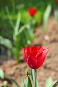 beautiful red tulip in the garden