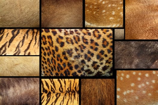 collection of natural textures - animal furry pelts