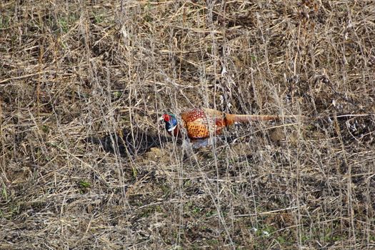 colorful male pheasant - phasianus colchicus - hiding  in the field in early spring