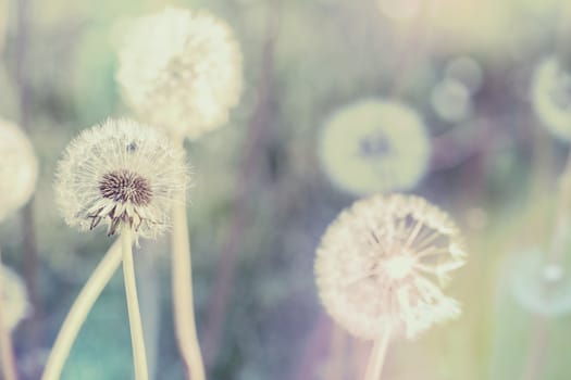 close up of Dandelion with abstract color and shallow focus