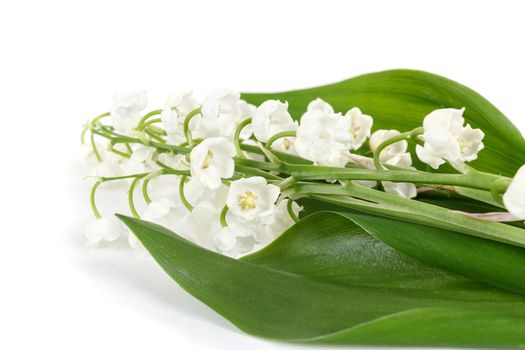 Blooming Lily of the valley isolated on white