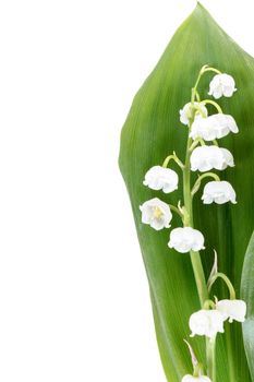 Blooming Lily of the valley isolated on white