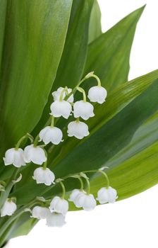 Blooming Lily of the valley isolated on white