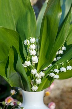 Blooming Lily of the valley in spring garden with shallow focus