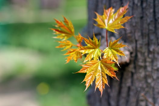 fresh maple leaves growing from the trunk of the tree in early spring