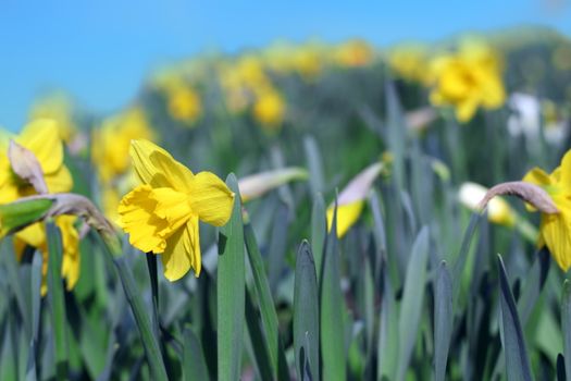 group of yellow narcissus in the garden