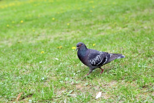 pigeon walking relaxed in the grass 