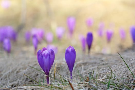 detail of spring wild flowers - crocus sativus - growing in april