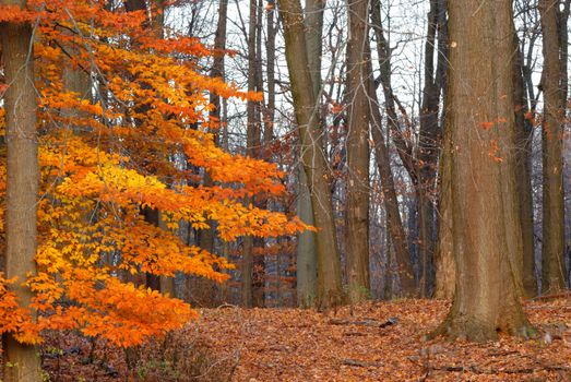 American Beech Tree nature background image in late fall early winter in western New York state region.