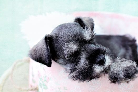 Six week old salt and pepper Mini Schnauzer falling asleep inside of a pink hat box.