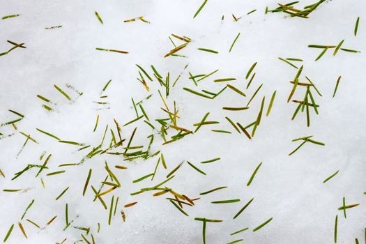 Falling spruce spines lie on the snow surface