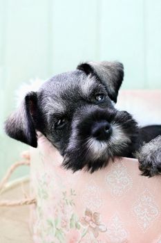 Six week old salt and pepper Mini Schnauzer falling asleep inside of a pink hat box.