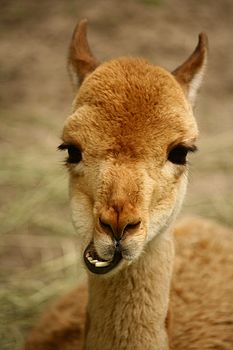 Funny, smiling beige lama with crooked teeth and big brown eyes; close up portrait. Animal in zoo photography