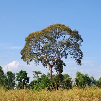 Big tree in the field