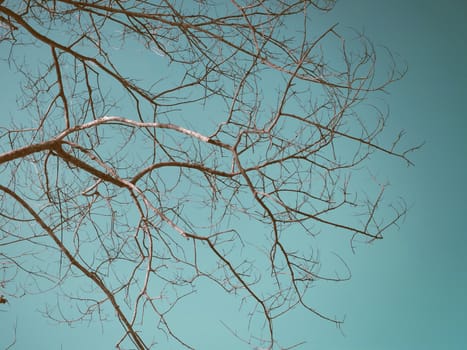 Abstract branches of dry wood with blue sky background