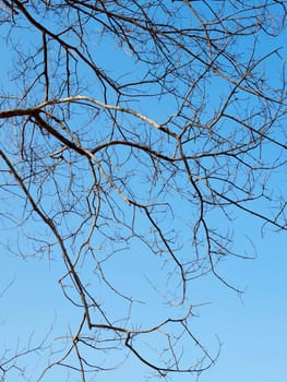 Branches of dry wood with blue sky background