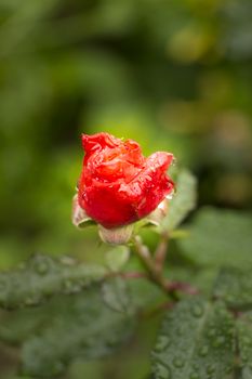 single red rose in bloom with rain drops on