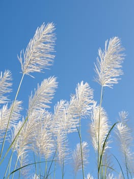 Flower plant with blue sky, Nature background