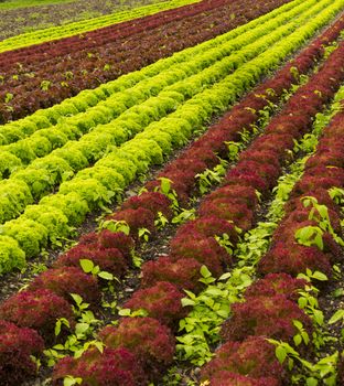 Red and green lettuce field in rural area