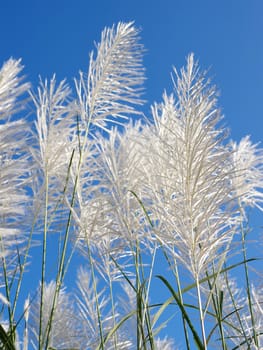 Flower plant with blue sky, Nature background