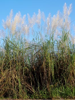 Flower plant with blue sky, Nature background