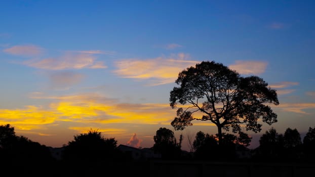 Tree sihouette with nice sunset sky, Landscape background