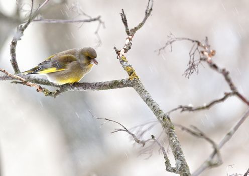 The greenfinch sits on a mountain ash branch in rainy winter day