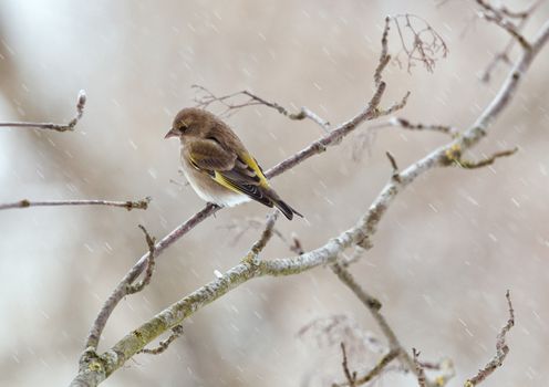 The greenfinch sits on a mountain ash branch in rainy winter day