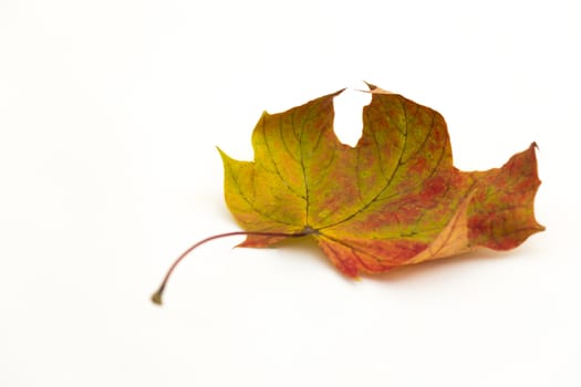 One single auutmn leaf on a white background