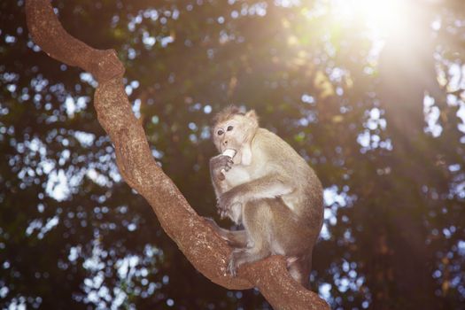 Close-up photo of the wild monkey in the forest sitting on the tree and eating banana