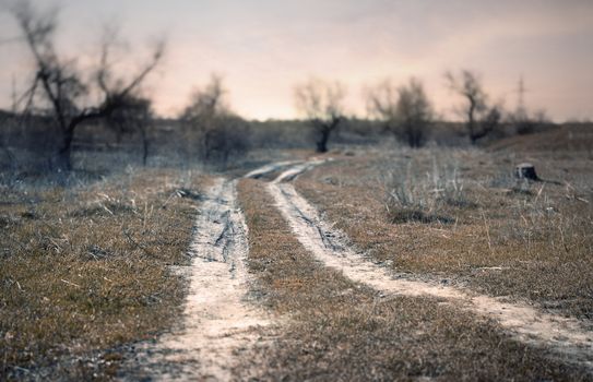 Landscape with coutry road and blurred trees on a background. Artistic shallow depth of field added due to the tilt/shift lens