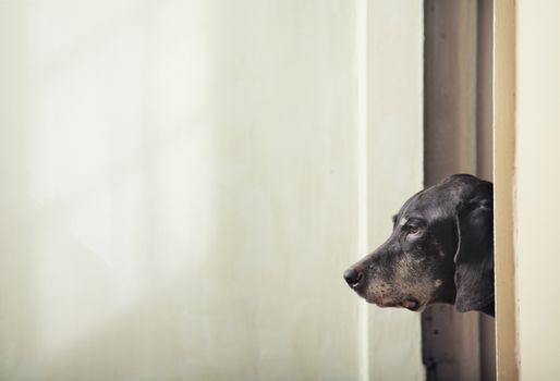 Side-view on the dog head looking out the corner