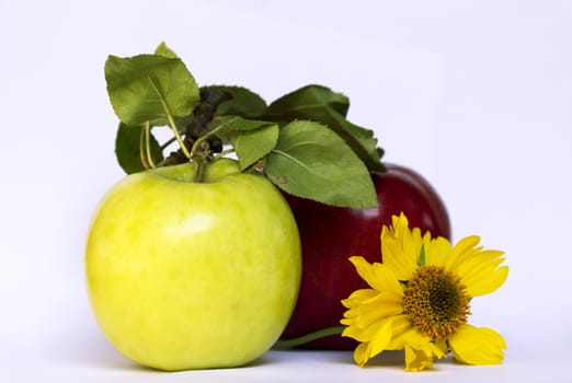 yellow flower, green and red apple