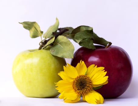 yellow flower, green and red apple