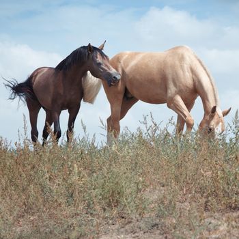 Two horses in the field. Natural colors and light