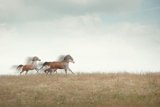 Three horses running in the field. Natural motion blur
