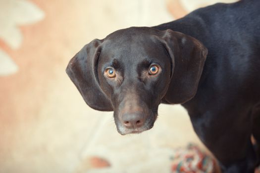 German short haired pointer known as Kurzkhaar sitting indoors