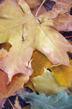 Close-up view on a dragonfly with autumn leaves