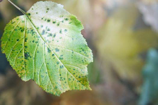 Close-up view on autumn leaf on defocused background
