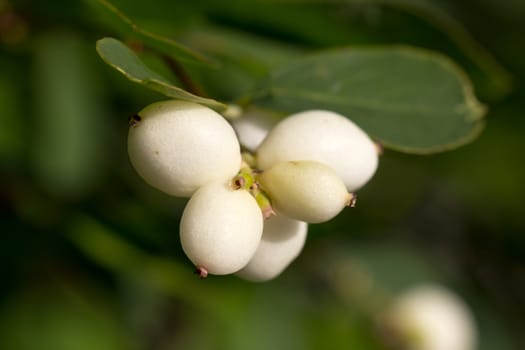 Close up picture of some common snowberries