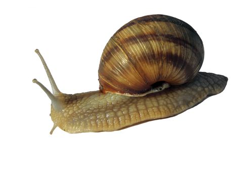 Snail creeping isolated background.