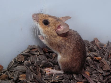 The mouse loves to chew sunflower seeds.
