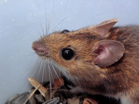 The mouse loves to chew sunflower seeds.