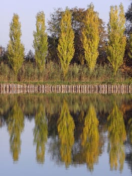 Coastal trees reflected in the water.