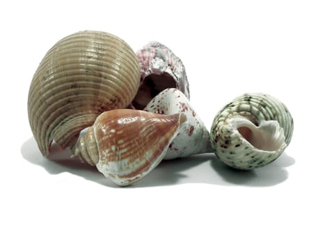 Abandonment of color, empty sea snail shells.