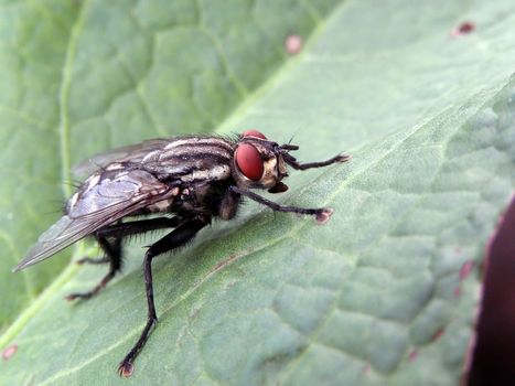 The house fly leaf.