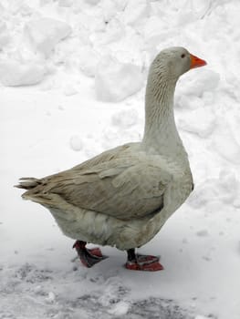 Domestic geese in the snow.
