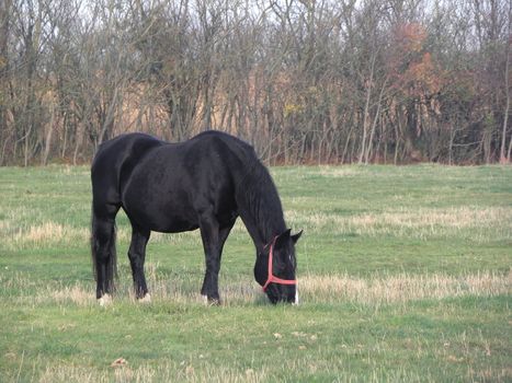 The free-grazing pasture horse.