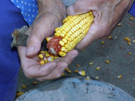Traditional hand-shredding corn,  cracked, retro, typical.