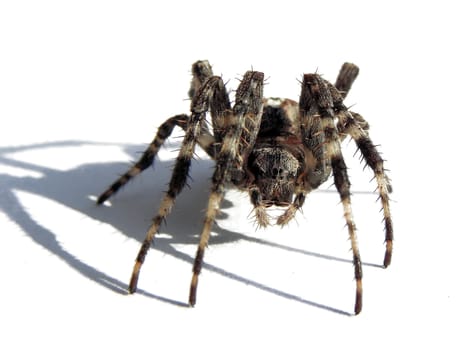 Spider lurking.